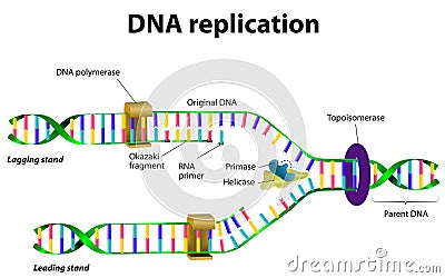 DNA replication Vector Illustration