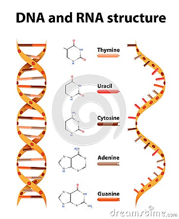 DNA and RNA structure Vector Illustration