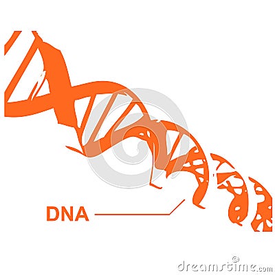 DNA Spiral in vectors Vector Illustration