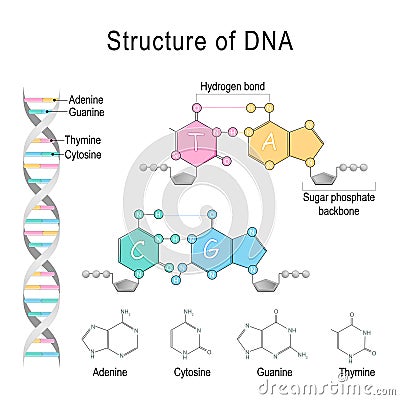 DNA structure. Adenine, Cytosine, Thymine, Guanine, Sugar phosphatebackbone, and Hydrogen bond Vector Illustration