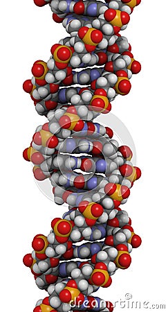 Steroid hormone response elements