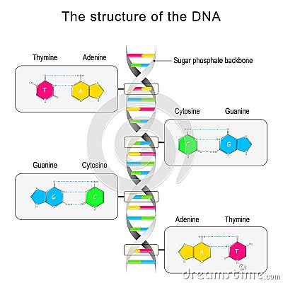 DNA structure. Base pairing and nucleotide Vector Illustration