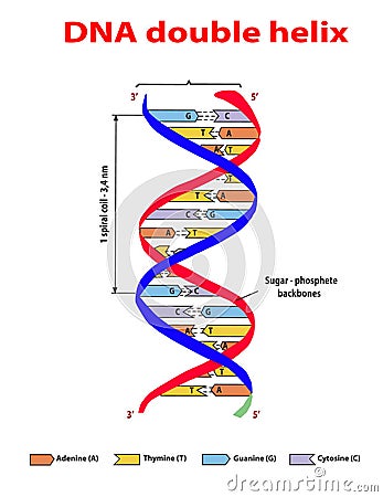 DNA structure double helix colore on white background. Nucleotide, Phosphate, Sugar, and bases. education vector info graphic. Ade Vector Illustration