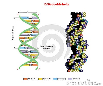 DNA structure double helix in 3D on white background. Nucleotide, Phosphate. education info graphic. Aden Stock Photo
