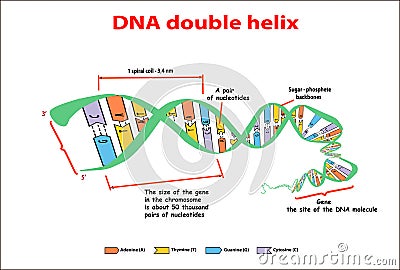 DNA structure double helix on white background. Nucleotide, Phosphate, Sugar, and bases. education vector info graphic. Adenine, T Vector Illustration