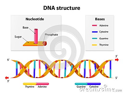 DNA structure Vector Illustration