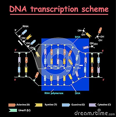 DNA transcription. DNA and RNA structure double helix colore on black background. Nucleotide, Phosphate, Sugar, and bases. educati Stock Photo