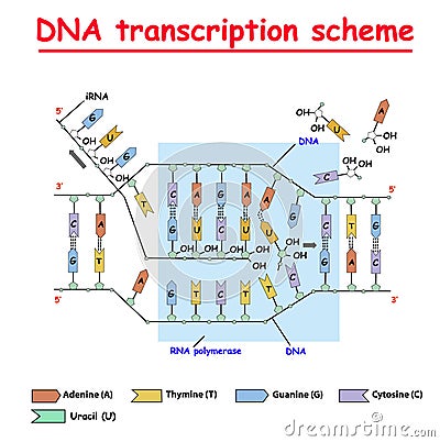 DNA transcription. DNA and RNA structure double helix colore on white background. Nucleotide, Phosphate, Sugar, and bases. educati Stock Photo