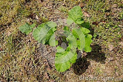 Ovine shoots. Stock Photo