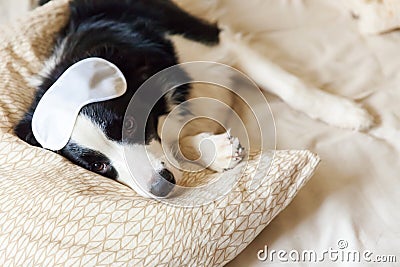 Do not disturb me let me sleep. Funny puppy border collie with sleeping eye mask lay on pillow blanket in bed Little dog at home Stock Photo