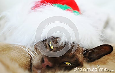 Do not disturb sleepy Christmas cat Stock Photo