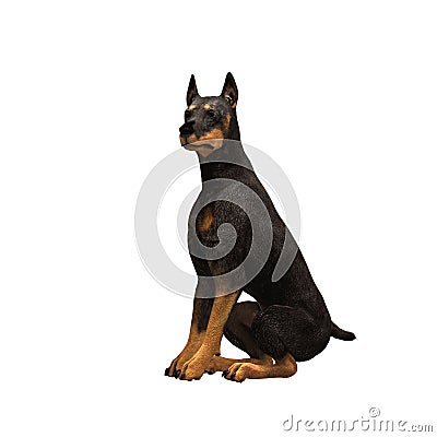 Doberman - 02 Stock Photo