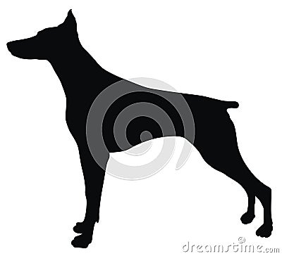 Doberman Vector Illustration