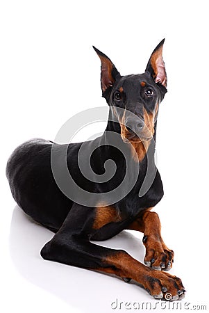 Doberman Stock Photo