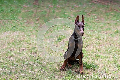 Doberman, brown color, with a chain around his neck, sits in a clearing Stock Photo