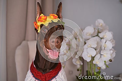 Doberman brown wearing wreath of flowers on head Stock Photo