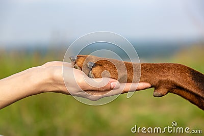 Doberman dobermann dog paw in the palm of a human hand close-up on a blurred field background. Horizontal orientation. Stock Photo