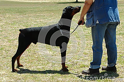 Doberman dog Stock Photo
