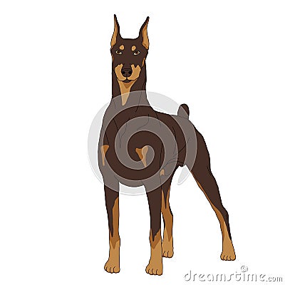 Doberman dog realistic Vector Illustration