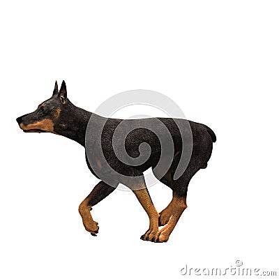 Doberman dog sprinting Stock Photo
