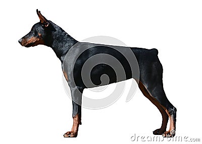 Doberman dog stand isolated Stock Photo