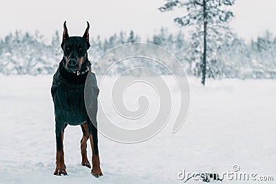 Doberman dog is standing in outdoors Stock Photo