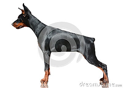 Doberman dog stand isolated on white background. Side view Stock Photo