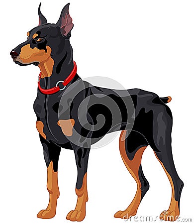 Doberman guard dog Vector Illustration