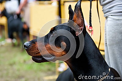 Doberman Pinscher Stock Photo