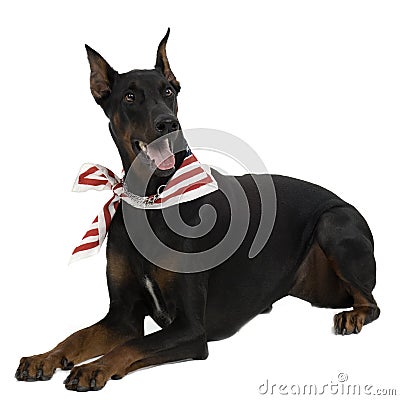 Doberman Pinscher Stock Photo