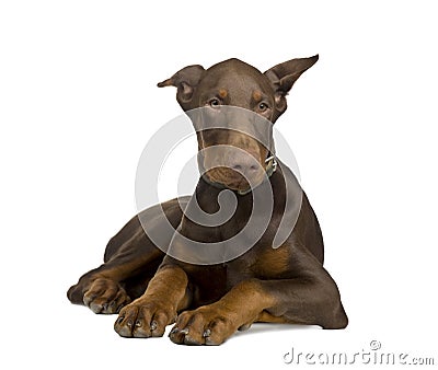 Doberman Pinscher (4 months) Stock Photo