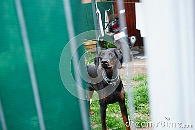 Doberman pinscher breed dog being alert in his yard Stock Photo
