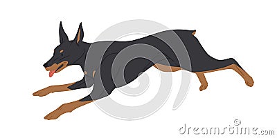 Doberman Pinscher dog running with tongue hanging out. Strong muscular Dobie rushing or chasing smb. Purebred adult Vector Illustration