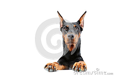 Doberman pinscher emerging from behind Stock Photo