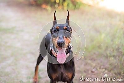 Doberman-pinscher outside close up of the face Stock Photo