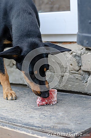 A Doberman Pinscher puppy chews on a bone in the backyard. Dog e Stock Photo