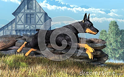 Doberman Pinscher Running Stock Photo