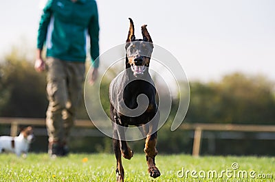 Doberman Pinscher in training Stock Photo