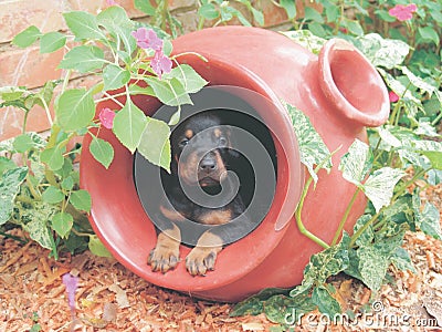 Doberman puppy in flower pot Stock Photo