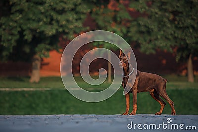 Doberman stands on the red square in Moscow Stock Photo