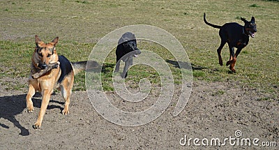 Doberman and two German Shepherd dogs running Stock Photo