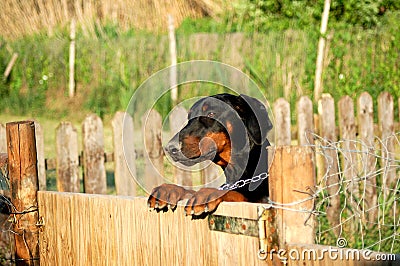 Dobermann up on fence Stock Photo