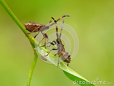 Dock bugs Stock Photo