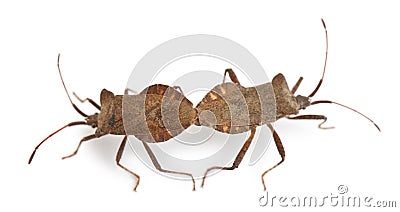 Dock bugs mating, Coreus marginatus Stock Photo