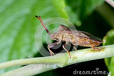 Dock leaf bug Stock Photo