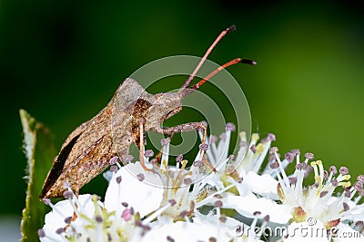 Dock leaf bug Stock Photo