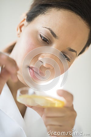 Doctor Analyzing Solution In Petri Dish At Laboratory Stock Photo