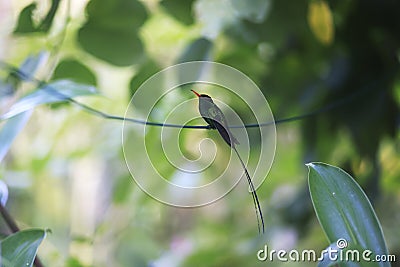 A Doctor Bird or Wimpelschwanz Trochilus polytmus, Hummingbird, National Bird of Jamaica, Middle America Stock Photo