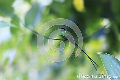 A Doctor Bird or Wimpelschwanz Trochilus polytmus, Hummingbird, National Bird of Jamaica, Middle America Stock Photo