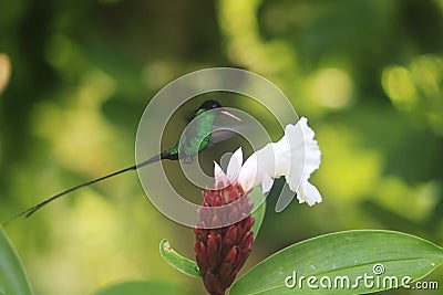 A Doctor Bird or Wimpelschwanz Trochilus polytmus, Hummingbird, National Bird of Jamaica, Middle America Stock Photo